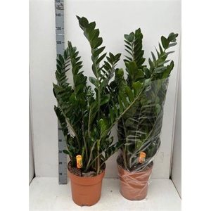 Zamio Zamiifolia