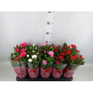 Rosa  'Star Roses'   ...mix 4