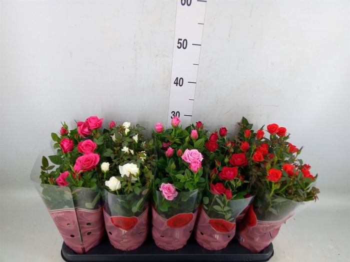 <h4>Rosa  'Star Roses'   ...mix 4</h4>