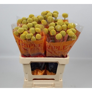 CRAS PAINTBALL JUMBO