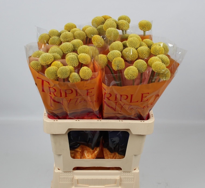 <h4>CRAS PAINTBALL JUMBO</h4>