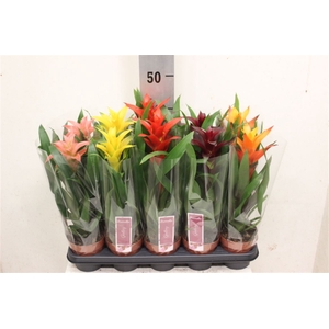 Guzmania variés