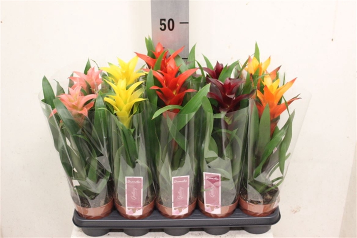 <h4>Guzmania variés</h4>