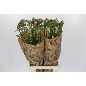 Freesia One Blue XXL