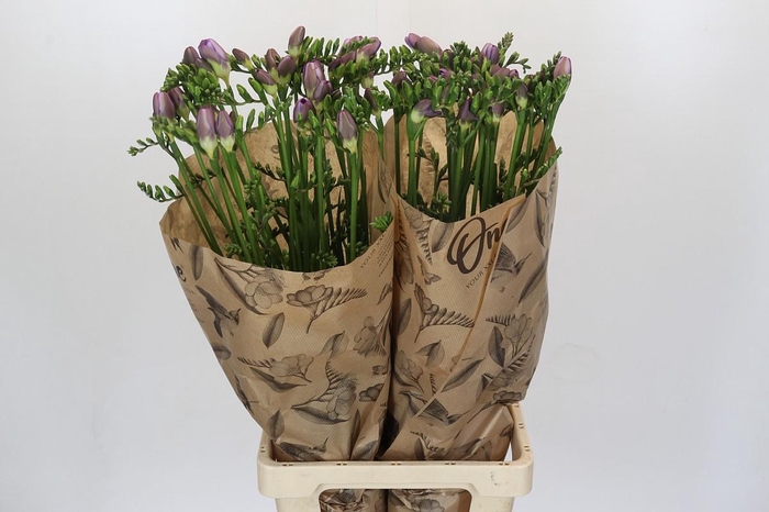 Freesia One Xxl Blue