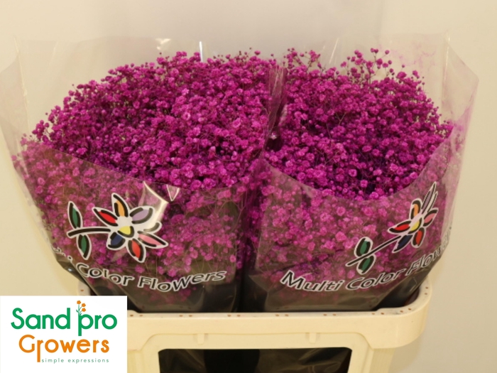 <h4>GYPS KLB H%</h4>