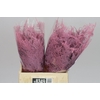 Aspa 1e Veren Light Pink X50
