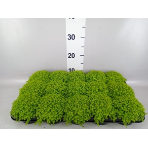 Soleirolia soleirolii 'Aurea'