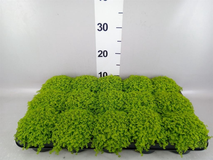<h4>Soleirolia soleirolii 'Aurea'</h4>