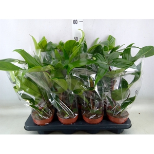 Philodendron   ...