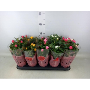 Rosa  'Star Roses'   ...mix 4