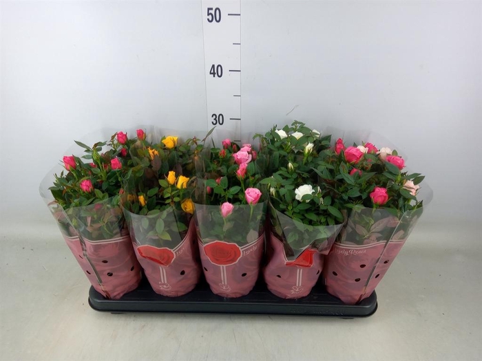 <h4>Rosa  'Star Roses'   ...mix 4</h4>