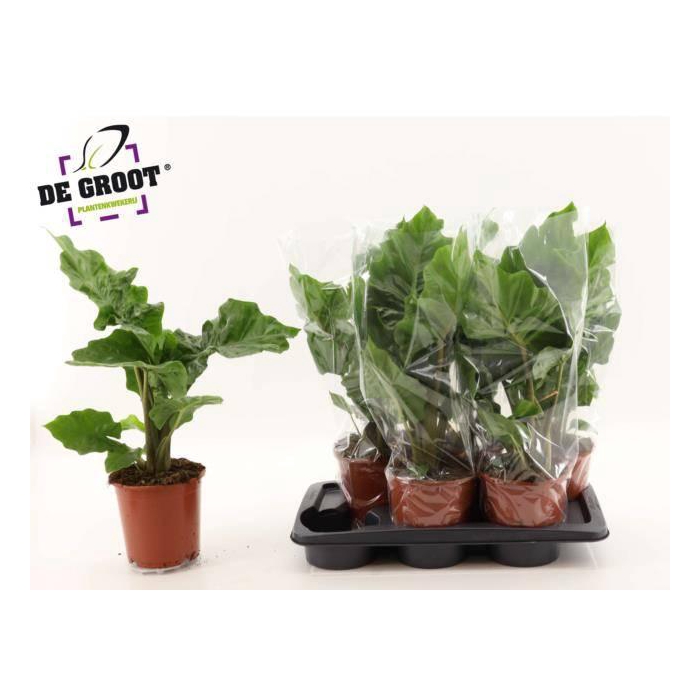 <h4>ALOC LOW RIDER</h4>