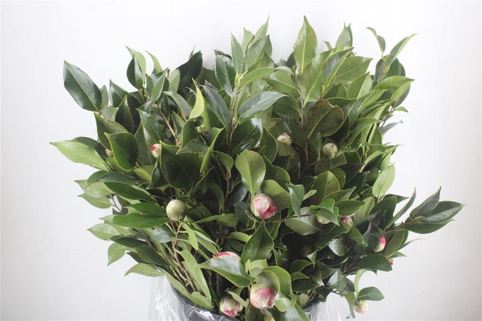 <h4>Camelia P Bunch</h4>