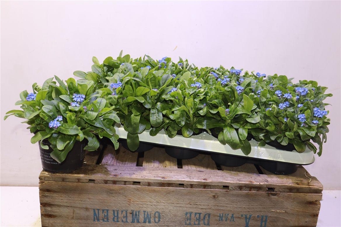 <h4>Myos Sy Mon Amie</h4>