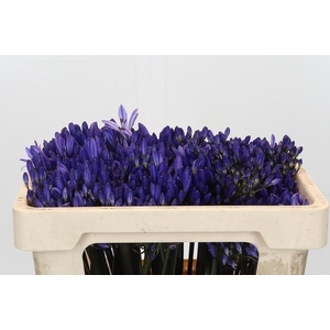 Agapanthus EYFORI Blue