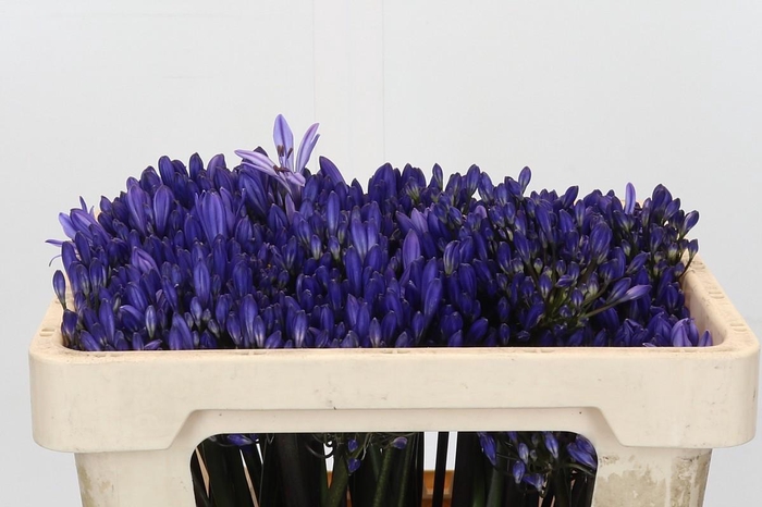 <h4>Agapanthus EYFORI Blue</h4>