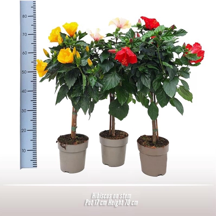 <h4>Hibiscus ...</h4>