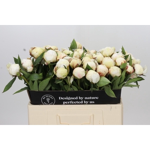 Paeonia Dr F.G. Brethour