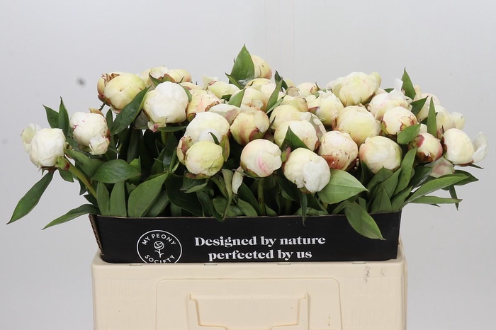 <h4>Paeonia Dr F.G. Brethour</h4>