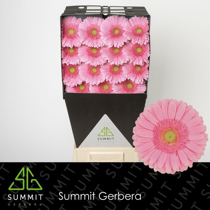 <h4>Gerbera Glossy</h4>