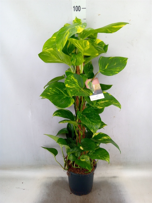 <h4>Epipremnum pinn.   ...moss stick</h4>