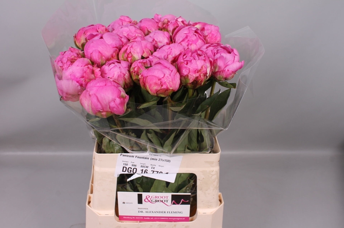 <h4>Paeonia Dr. Alexander Fleming | Heavy Quality</h4>