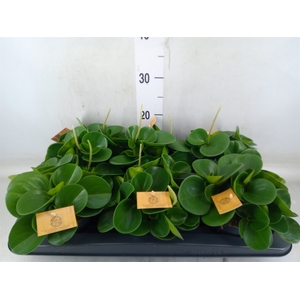 Peperomia obt. 'Green Gold'