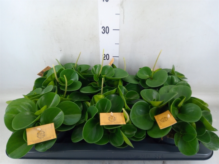 <h4>Peperomia obt. 'Green Gold'</h4>