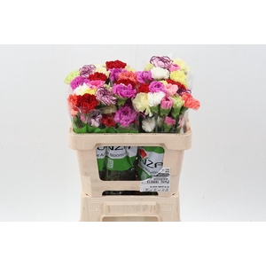 Di St Rainbow Mix 50cm