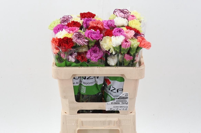 <h4>Di St Rainbow Mix 50cm</h4>