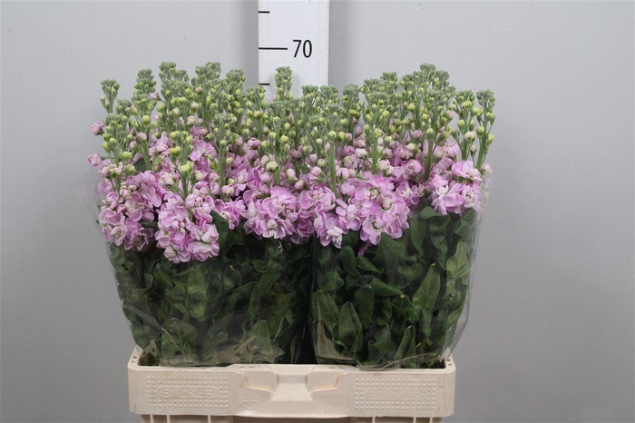 <h4>Matth Mathilda Pink</h4>