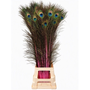 Feather Peacock Light Pink Natural L90