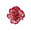 CRAVO NOBLESSE 060 CM BICOLOR