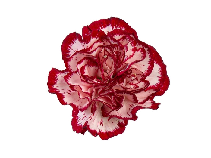 CRAVO NOBLESSE 060 CM BICOLOR