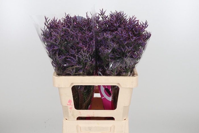 <h4>Lim Saf Dark Blue</h4>