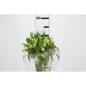 ALSTROEMERIA AKEMI 080 CM