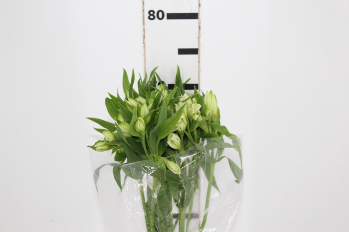 <h4>ALSTROEMERIA AKEMI 080 CM</h4>