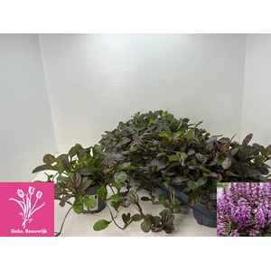 AJUGA OV