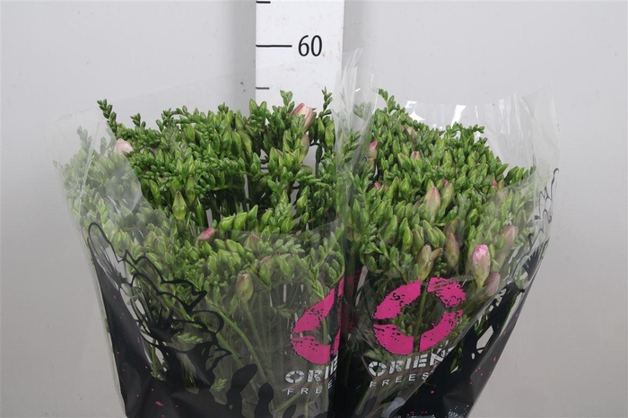 <h4>Fr Du Honeymoon</h4>