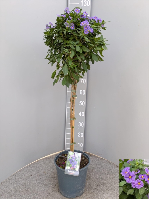 <h4>LYCI RAN OV</h4>