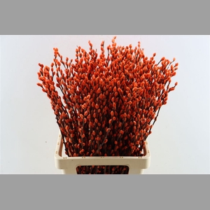 Salix Wilgenkatjes Salmon 70cm P Stem