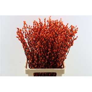 Salix Wilgenkatjes Salmon 70cm P Stem