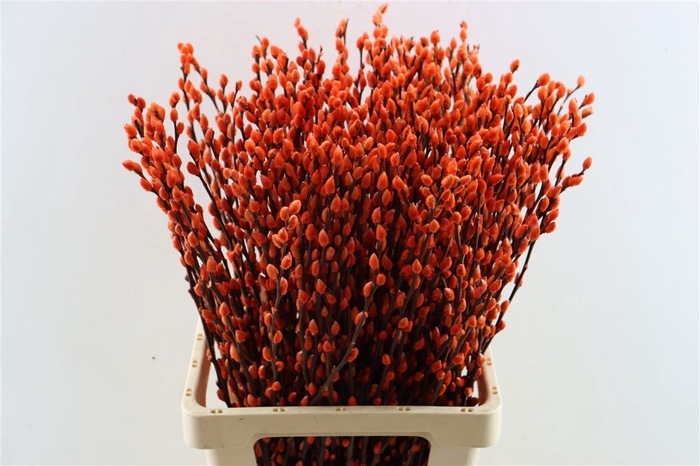 <h4>Salix Wilgenkatjes Salmon 70cm P Stem</h4>