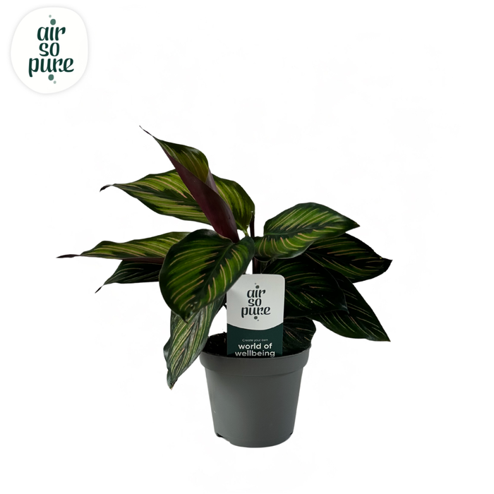 <h4>Calathea Beautystar Air So Pure</h4>