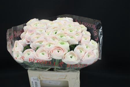 <h4>Cloni Extra Hanoi</h4>