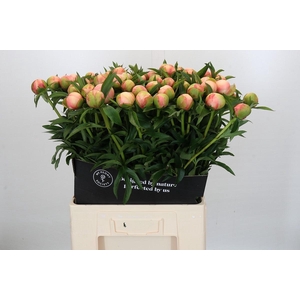 Paeonia Coral Yellow