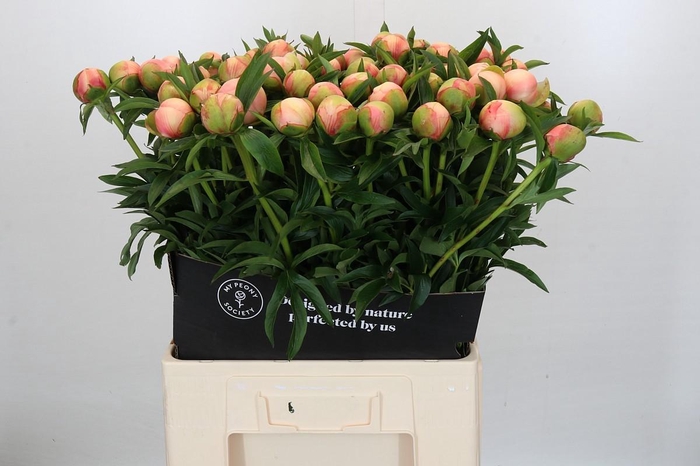 <h4>Paeonia Coral Yellow</h4>