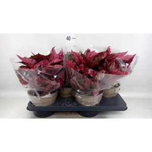 Begonia BD rex 'Beleaf' ...mix