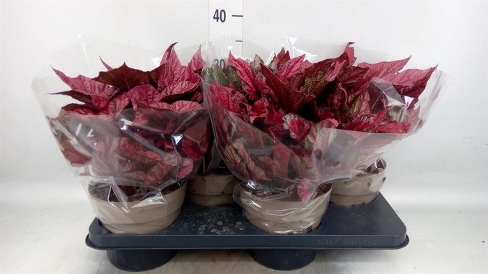<h4>Begonia BD rex 'Beleaf' ...mix</h4>